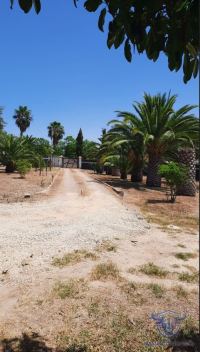 Finca mit Haus in Almonte , Huelva / Condado kaufen - Ihr Zuhause im Grünen – Landgut mit ca. 8 Hektar - Bild 28