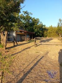 Finca mit Haus in Almonte , Huelva / Condado kaufen - Ihr Zuhause im Grünen – Landgut mit ca. 8 Hektar - Bild 25