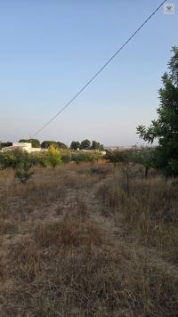 Finca mit Haus in Bollullos par del Condado, Huelva / Costa kaufen - Ihr eigenes Stück Andalusien: 5.298 m² - Bild 22