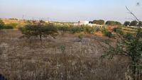 Finca mit Haus in Bollullos par del Condado, Huelva / Costa kaufen - Ihr eigenes Stück Andalusien: 5.298 m² - Bild 23