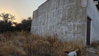 Finca mit Haus in Bollullos par del Condado, Huelva / Costa kaufen - Ihr eigenes Stück Andalusien: 5.298 m² - Bild 26