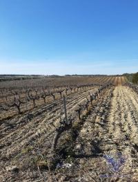 Finca mit Haus in Almonte , Huelva / Condado kaufen - Ihr Zuhause im Grünen – Landgut mit ca. 8 Hektar - Bild 12