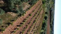 Olivenhain in La Palma del Condado, Huelva / Condado kaufen - Finca Andalusien: 500 Olivenbäume, Haus & Pool - Bild 6