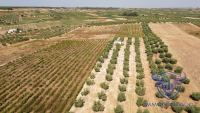 Finca mit Haus in Almonte , Huelva / Condado kaufen - Ihr Zuhause im Grünen – Landgut mit ca. 8 Hektar - Bild 36