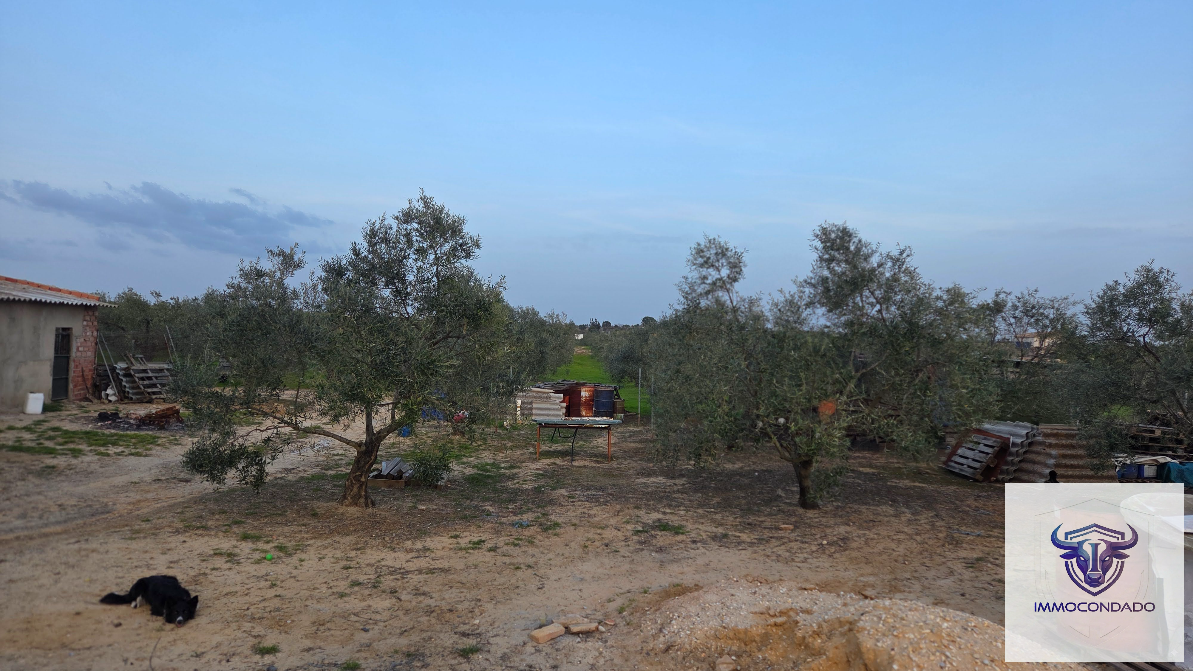Olivenhain in La Palma del Condado, Huelva / Condado kaufen - Finca Andalusien: 500 Olivenbäume, Haus & Pool - Bild 10