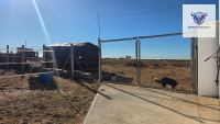 Finca mit Haus in Bollullos par del Condado, Huelva / Condado kaufen - Finca mit Lizenz zur Pferdehaltung - Bild 6