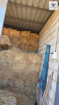Finca mit Haus in Bollullos par del Condado, Huelva / Condado kaufen - Finca mit Lizenz zur Pferdehaltung - Bild 7