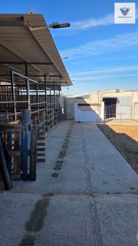 Finca mit Haus in Bollullos par del Condado, Huelva / Condado kaufen - Finca mit Lizenz zur Pferdehaltung - Bild 4