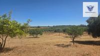 Finca mit Haus in Villalba del Alcor, Huelva / Condado kaufen - Haus: Charmante Finca mit weitläufigem Grundstück - Bild 6