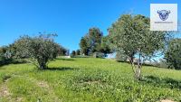 Finca mit Haus in Trigueros, Huelva / Condado kaufen - Finca mit Grundstück in Trigueros - Bild 10