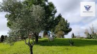 Finca mit Haus in Trigueros, Huelva / Condado kaufen - Finca mit Grundstück in Trigueros - Bild 7