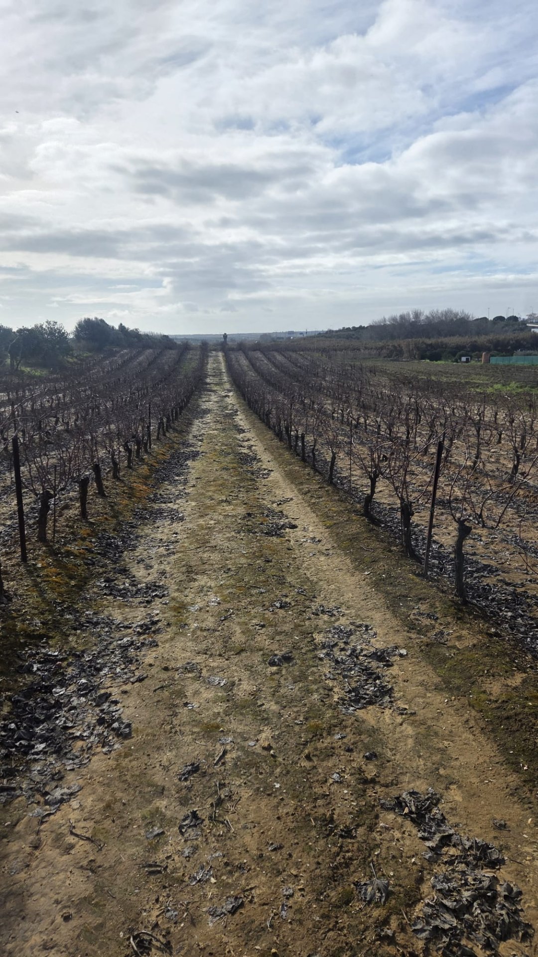 Weingut in La Palma del Condado , Huelva / Condado kaufen - Attraktives Ertragsgrundstück in La Palma del Condado mit Potenzial für Mobilheime